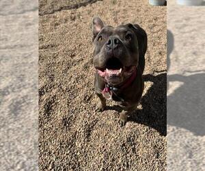 Staffordshire Bull Terrier Dogs for adoption in Fort Collins, CO, USA