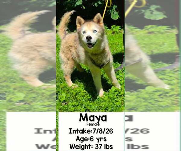 Medium Photo #2 Siberian Husky-Unknown Mix Puppy For Sale in Aurora, IN, USA