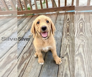 Labradoodle Puppy for sale in WARRENVILLE, SC, USA