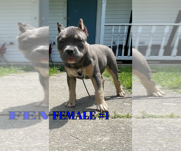 Medium Photo #2 American Bully Puppy For Sale in CALLAWAY, MD, USA