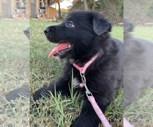 German Shepherd Dog Puppy for sale in WACO, TX, USA