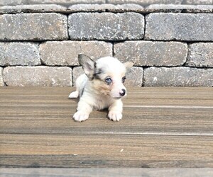 American Corgi Puppy for sale in CARLYLE, IL, USA