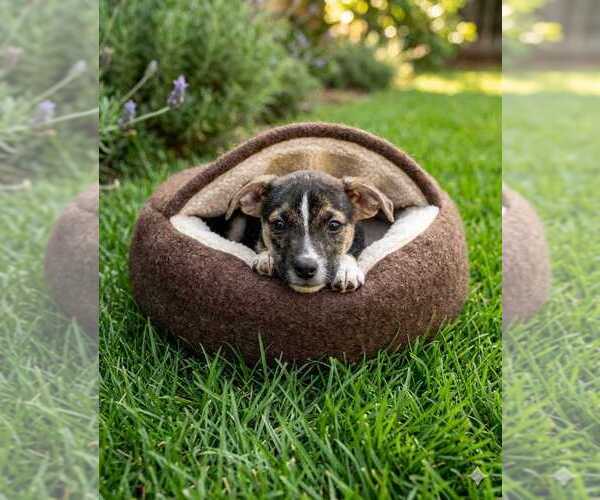 Medium Photo #3 Jack Russell Terrier Puppy For Sale in San Diego, CA, USA