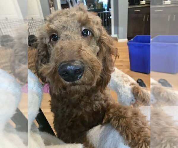Medium Photo #1 Goldendoodle Puppy For Sale in NORTH SCITUATE, RI, USA