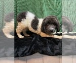 Small Photo #18 Newfoundland Puppy For Sale in AURORA, IN, USA