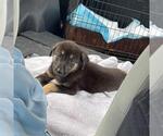 Small #1 German Shepherd Dog Mix