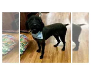 Golden Labrador Dogs for adoption in Bristol, CT, USA