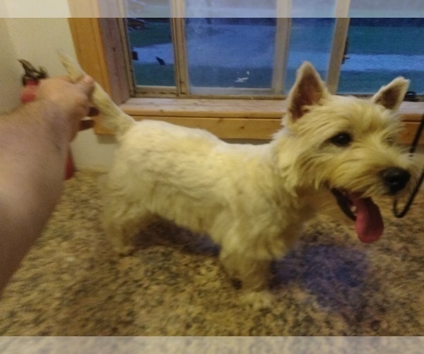 Medium Photo #1 West Highland White Terrier Puppy For Sale in MOUNTAINBURG, AR, USA