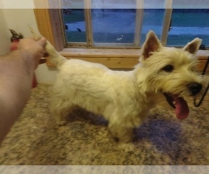 Father of the West Highland White Terrier puppies born on 05/27/2026