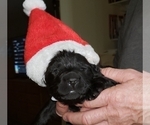 Small Photo #9 Labrador Retriever Puppy For Sale in WOODLAND, WA, USA