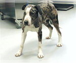 Small Catahoula Leopard Dog Mix