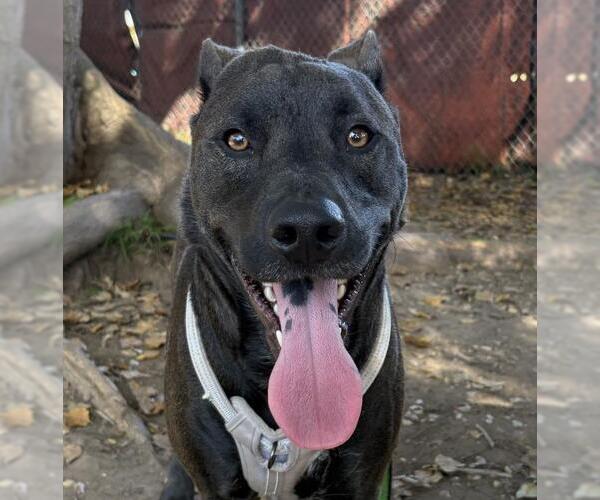 Medium Photo #1 Siberian Husky-Unknown Mix Puppy For Sale in Santa Barbara, CA, USA