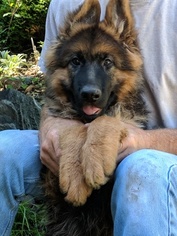 German Shepherd Dog Puppy for sale in GATES MILLS, OH, USA