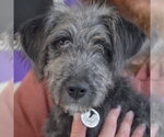 Small #5 Irish Wolfhound Mix