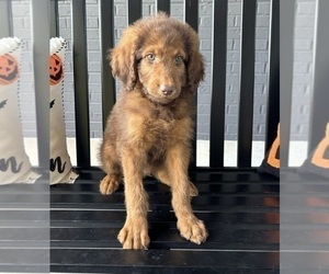 Labradoodle Puppy for sale in FRANKLIN, IN, USA