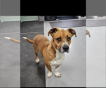 Small #6 Basset Hound Mix