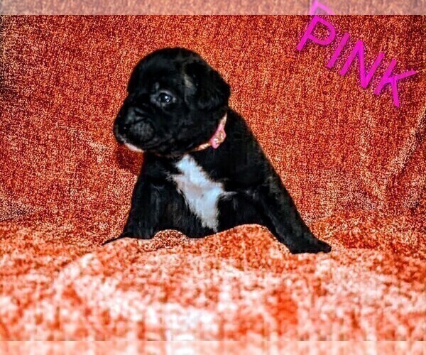 Medium Photo #5 Presa Canario Puppy For Sale in PHILADELPHIA, PA, USA