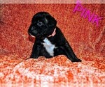 Small #4 Presa Canario
