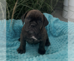 Image preview for Ad Listing. Nickname: Joey