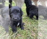 Small Photo #3 Pyredoodle Puppy For Sale in NEWBERRY, FL, USA