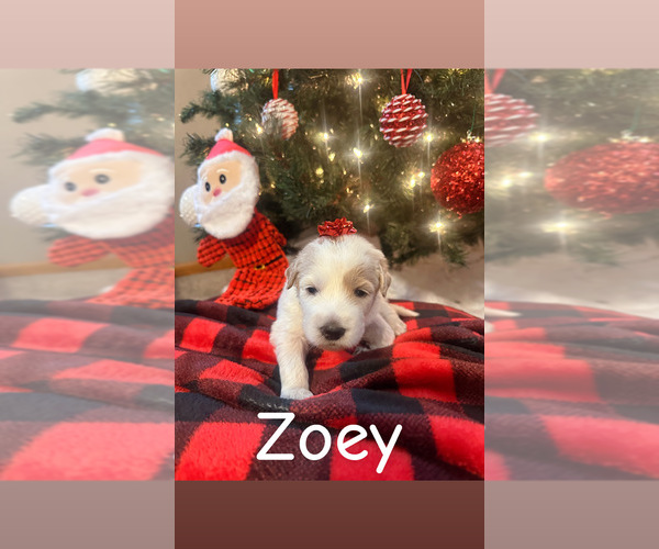 Medium Photo #7 Pyredoodle Puppy For Sale in MINSTER, OH, USA