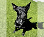 Small #1 Bull Terrier