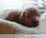 Small #34 Goldendoodle