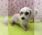 Small #3 Maltese