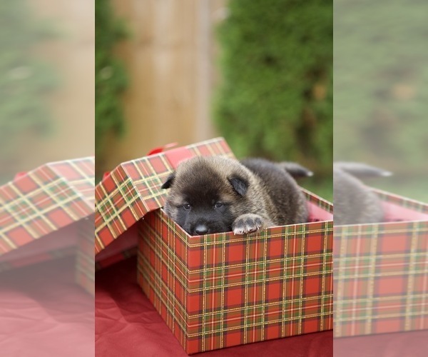 Medium Photo #2 Akita Puppy For Sale in LOUISVILLE, KY, USA