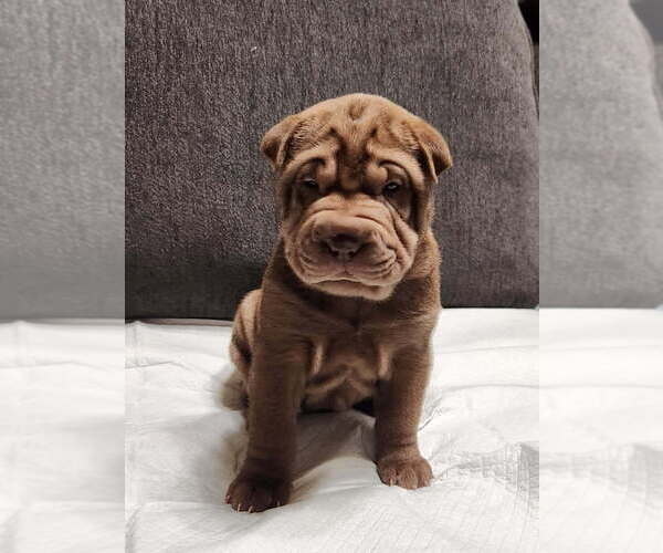 Medium Photo #5 Chinese Shar-Pei Puppy For Sale in SHAWNEE, OK, USA