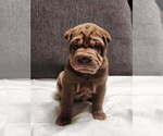 Small Photo #5 Chinese Shar-Pei Puppy For Sale in SHAWNEE, OK, USA