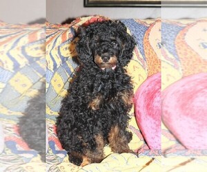 Poodle (Toy) Puppy for Sale in EL PASO, Texas USA