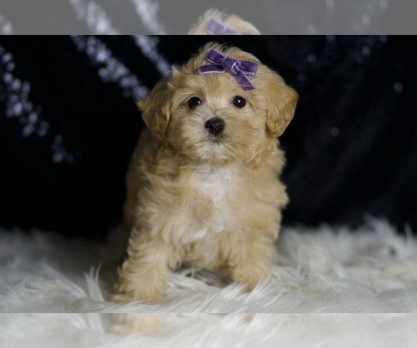 Medium Photo #5 Maltipoo Puppy For Sale in WARSAW, IN, USA