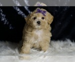 Small #4 Maltipoo