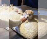 Small Photo #5 Siberian Husky Puppy For Sale in Cedar Crest, NM, USA