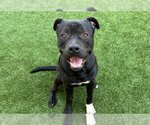 Small American Pit Bull Terrier Mix