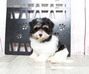 Havanese Puppy for sale in MARIETTA, GA, USA