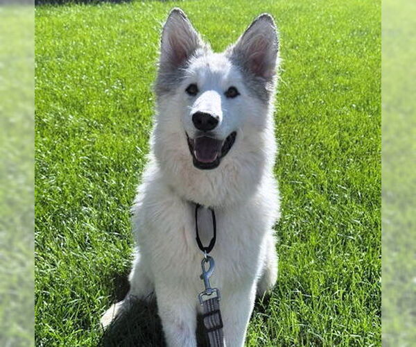 Medium Photo #2 Siberian Husky Puppy For Sale in Omaha, NE, USA