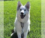 Small #1 Siberian Husky