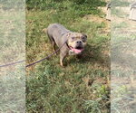Small Mutt