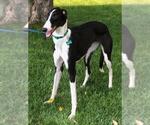 Small #1 Greyhound