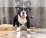 Small Photo #4 American Bully Puppy For Sale in BAY POINT, CA, USA