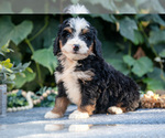 Small #1 Bernedoodle (Miniature)