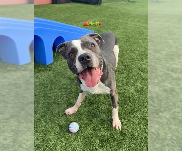 Medium Photo #1 American Staffordshire Terrier Puppy For Sale in San Francisco, CA, USA