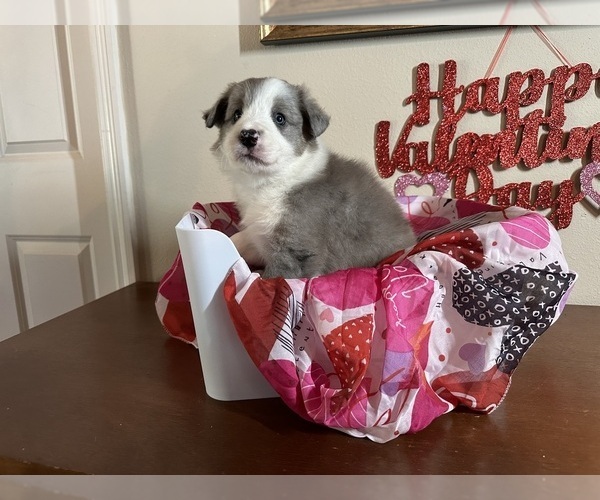Medium Photo #4 Border Collie Puppy For Sale in SAINT CLOUD, FL, USA