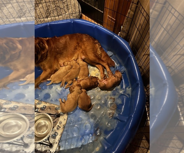 Medium Photo #1 Golden Retriever Puppy For Sale in ELIZABETH CITY, NC, USA