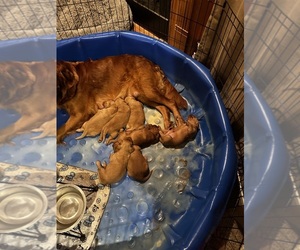 Golden Retriever Puppy for sale in ELIZABETH CITY, NC, USA