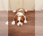 Small Photo #4 Cavalier King Charles Spaniel Puppy For Sale in BOX SPRINGS, CA, USA