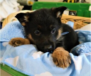 German Shepherd Dog Puppy for sale in LIMA, OH, USA