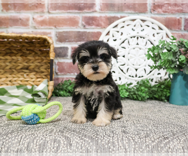 Medium Photo #5 Schnauzer (Miniature) Puppy For Sale in SYRACUSE, IN, USA